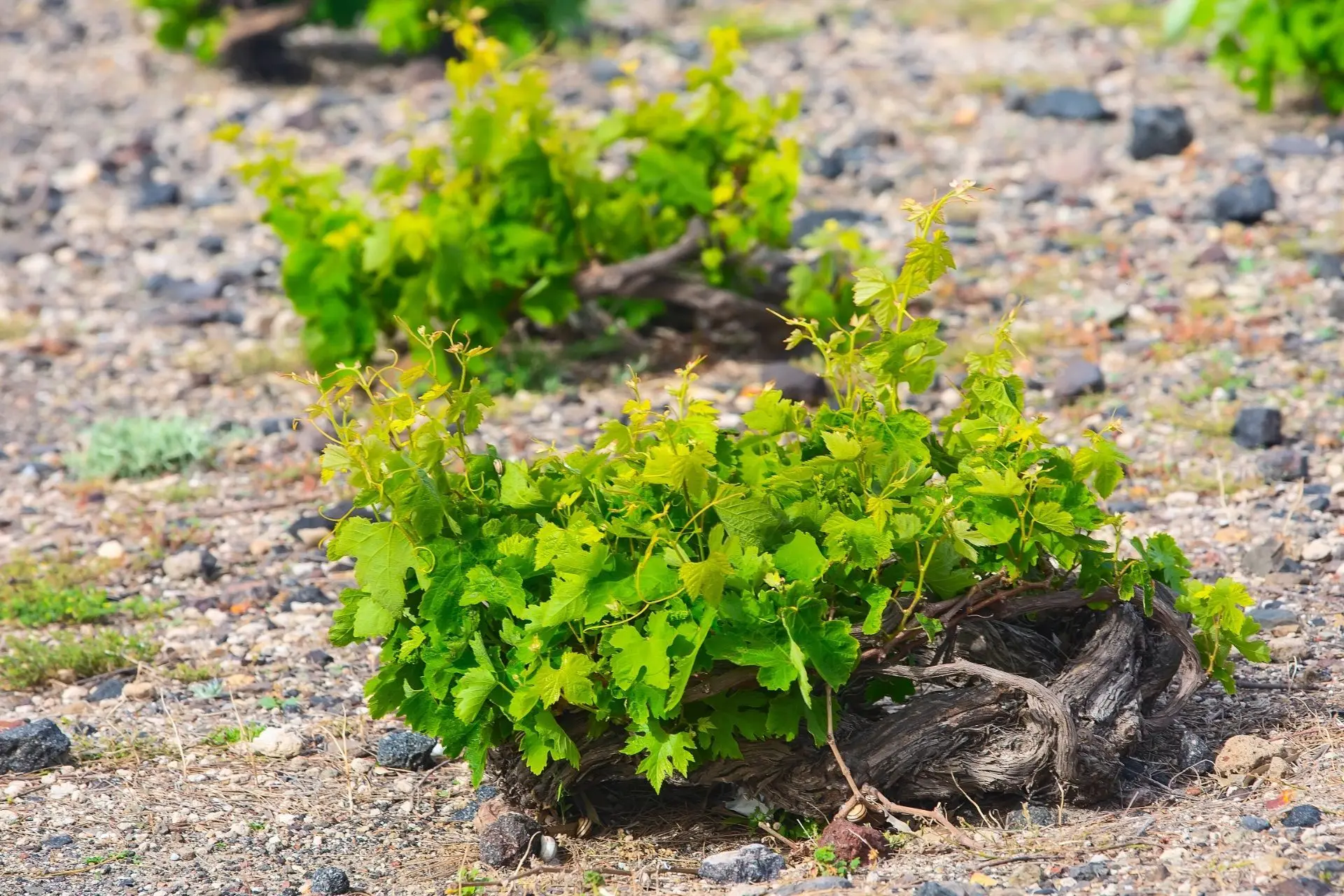 Santorini in a Bottle - A Journey through Volcanic Vines